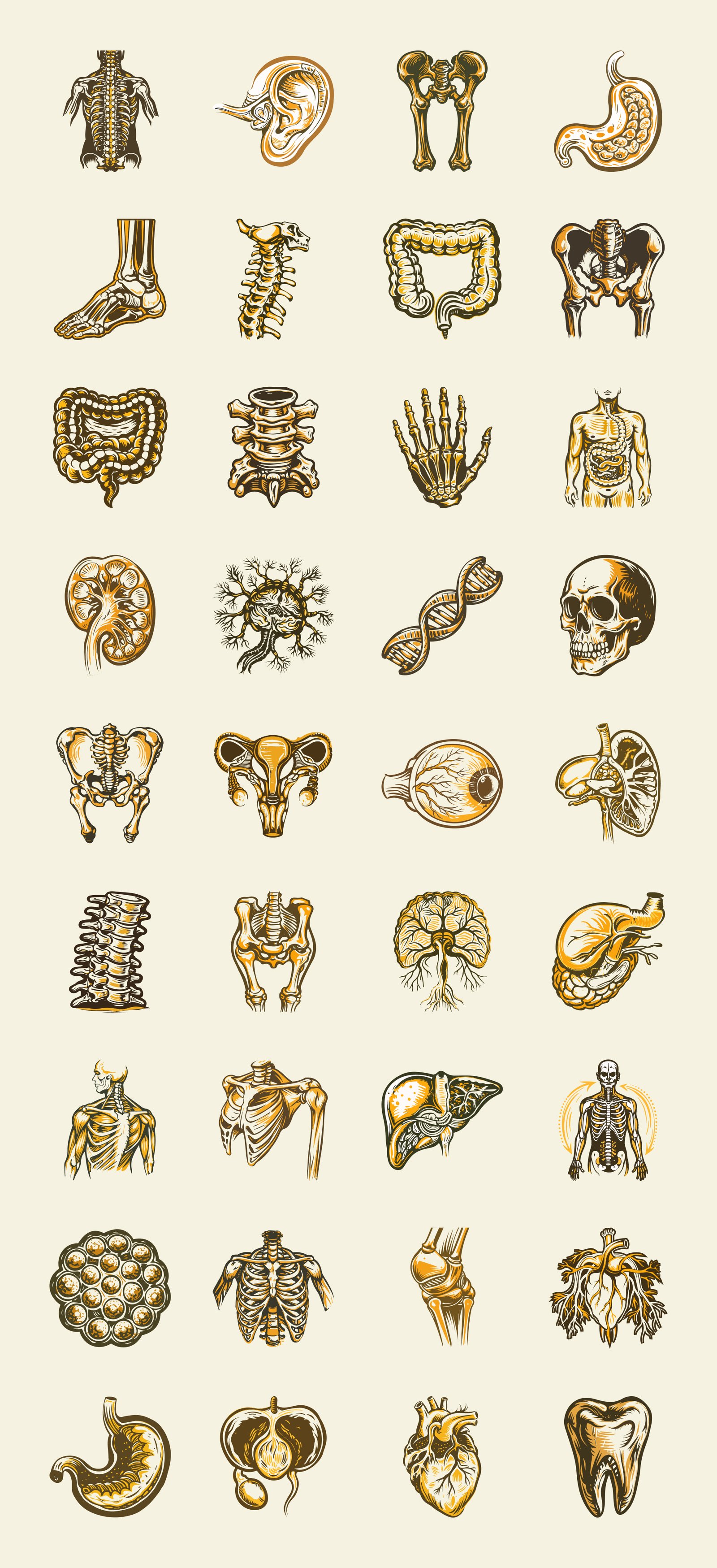 Vintage and Antique Anatomy Illustrations