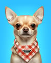 Chihuahua Wearing a Bandana Mockup