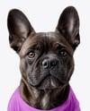 French Bulldog Wearing a T-Shirt Mockup