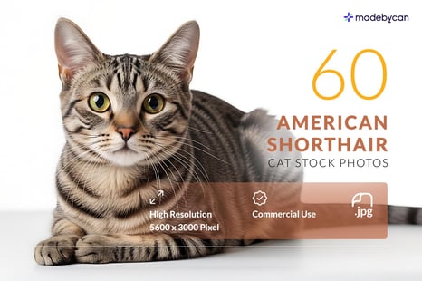 60 American Shorthair Cat Stock Photos for Creative and Pet Projects - Stock Photos