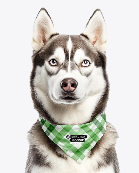 Husky Wearing a Bandana Mockup - Fabric mockup