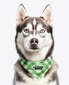 Husky Wearing a Bandana Mockup