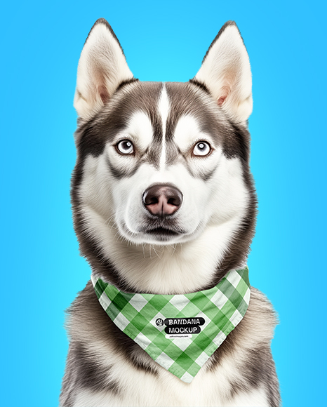 Husky Wearing a Bandana Mockup