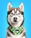 Husky Wearing a Bandana Mockup