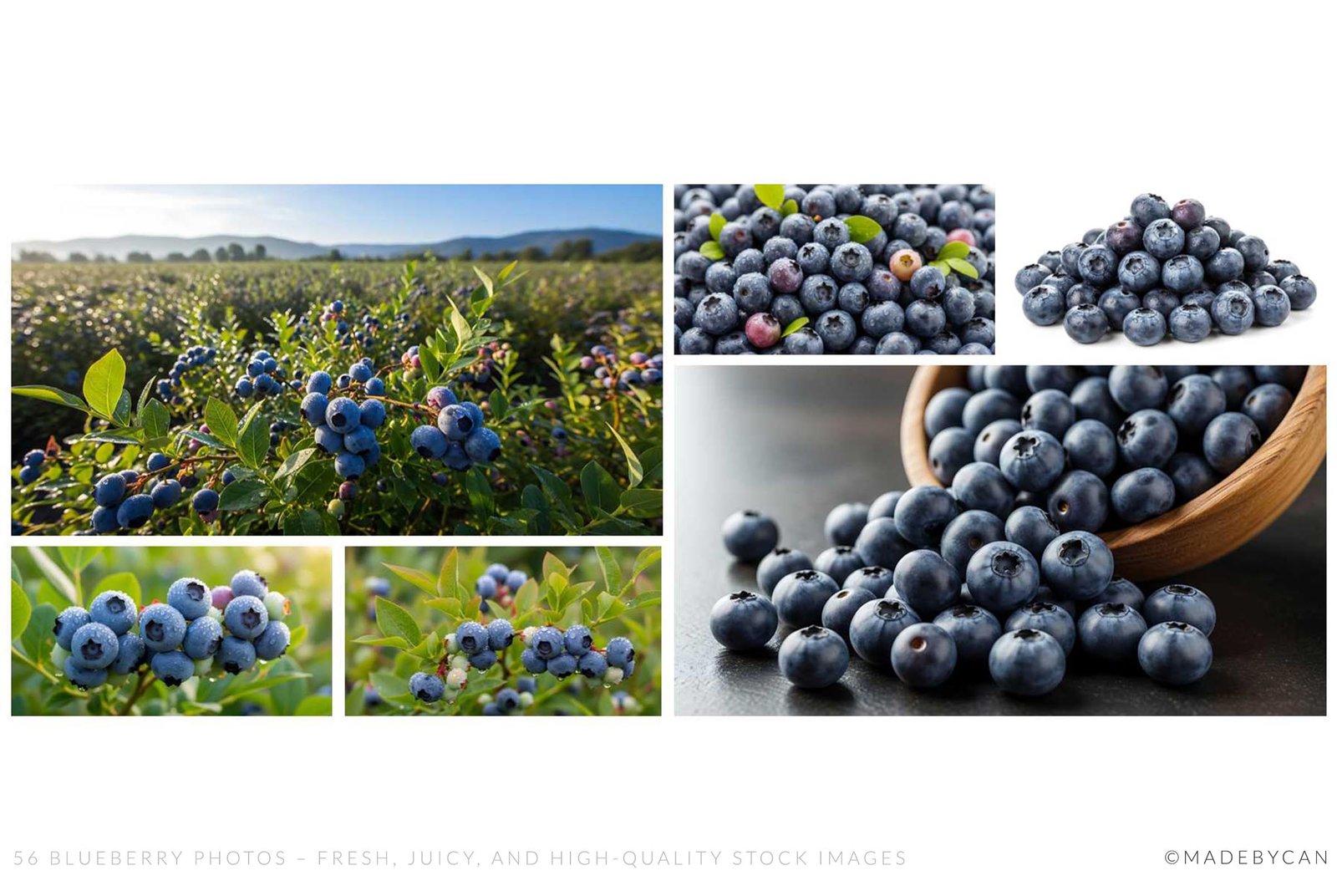 56 Blueberry Photos – Fresh, Juicy, and High-Quality Stock Images