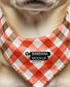 Chihuahua Wearing a Bandana Mockup