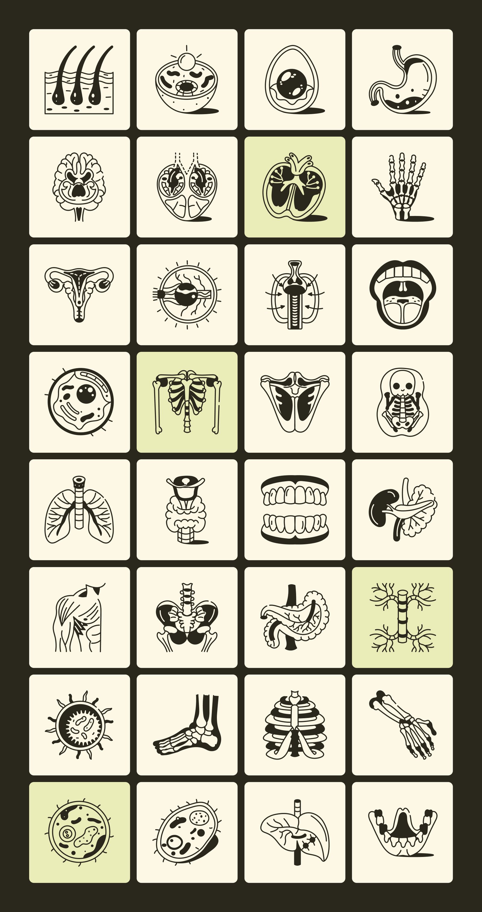 Anatomy Drawing Illustration Set