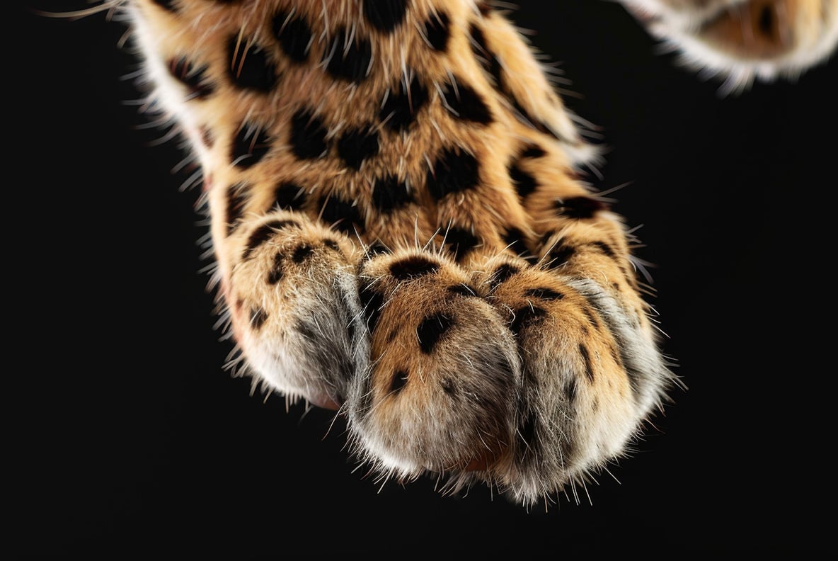 Animal Legs - 49 images