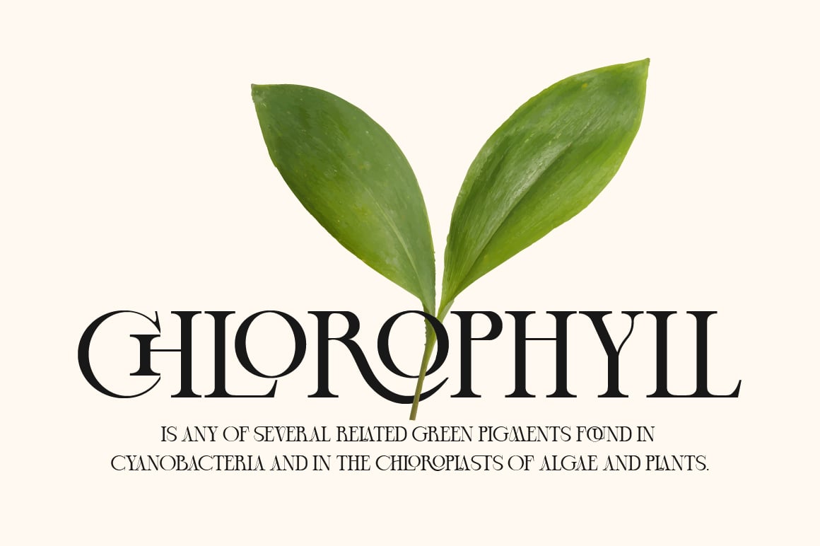 Cheqa a Luxury &amp; Elegant Serif