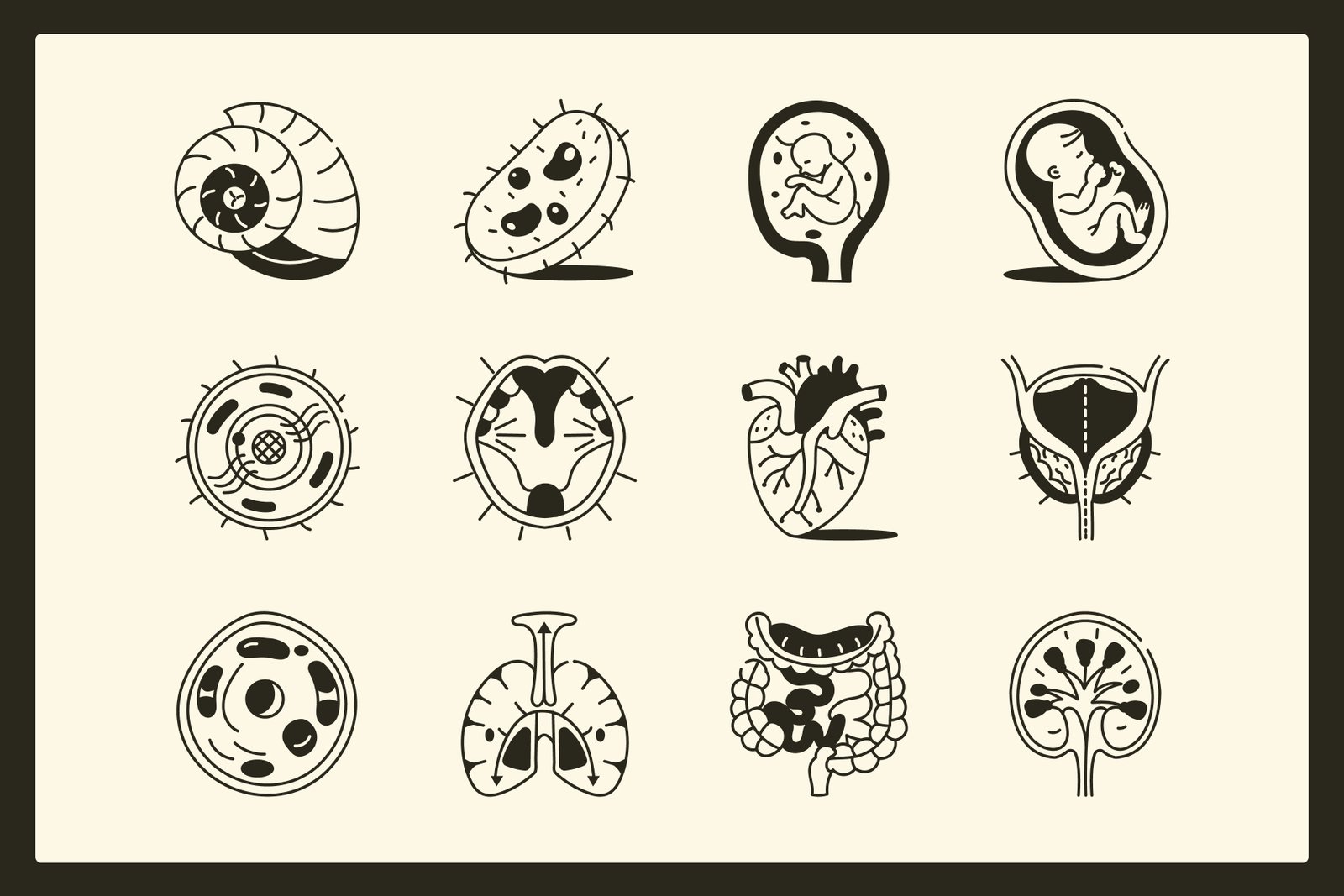 Anatomy Drawing Illustration Set