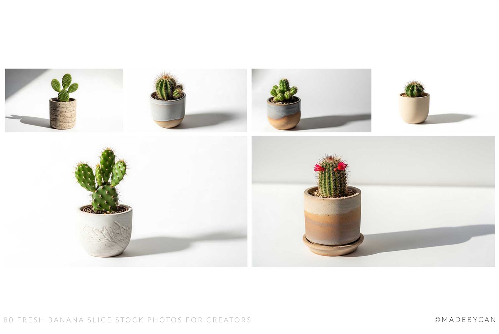 125 Minimal Cactus Stock Photos with Natural Lighting