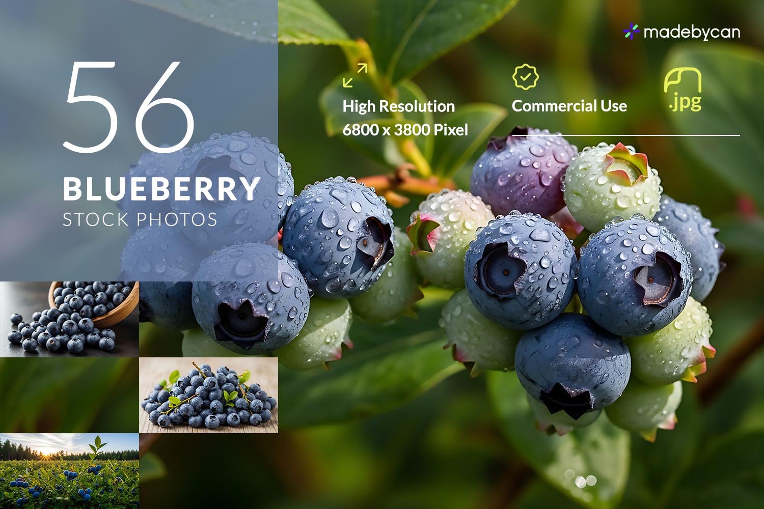 56 Blueberry Photos – Fresh, Juicy, and High-Quality Stock Images