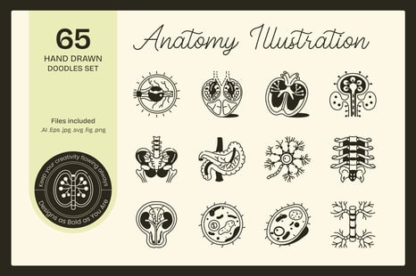 Anatomy Drawing Illustration Set - Educational illustration
