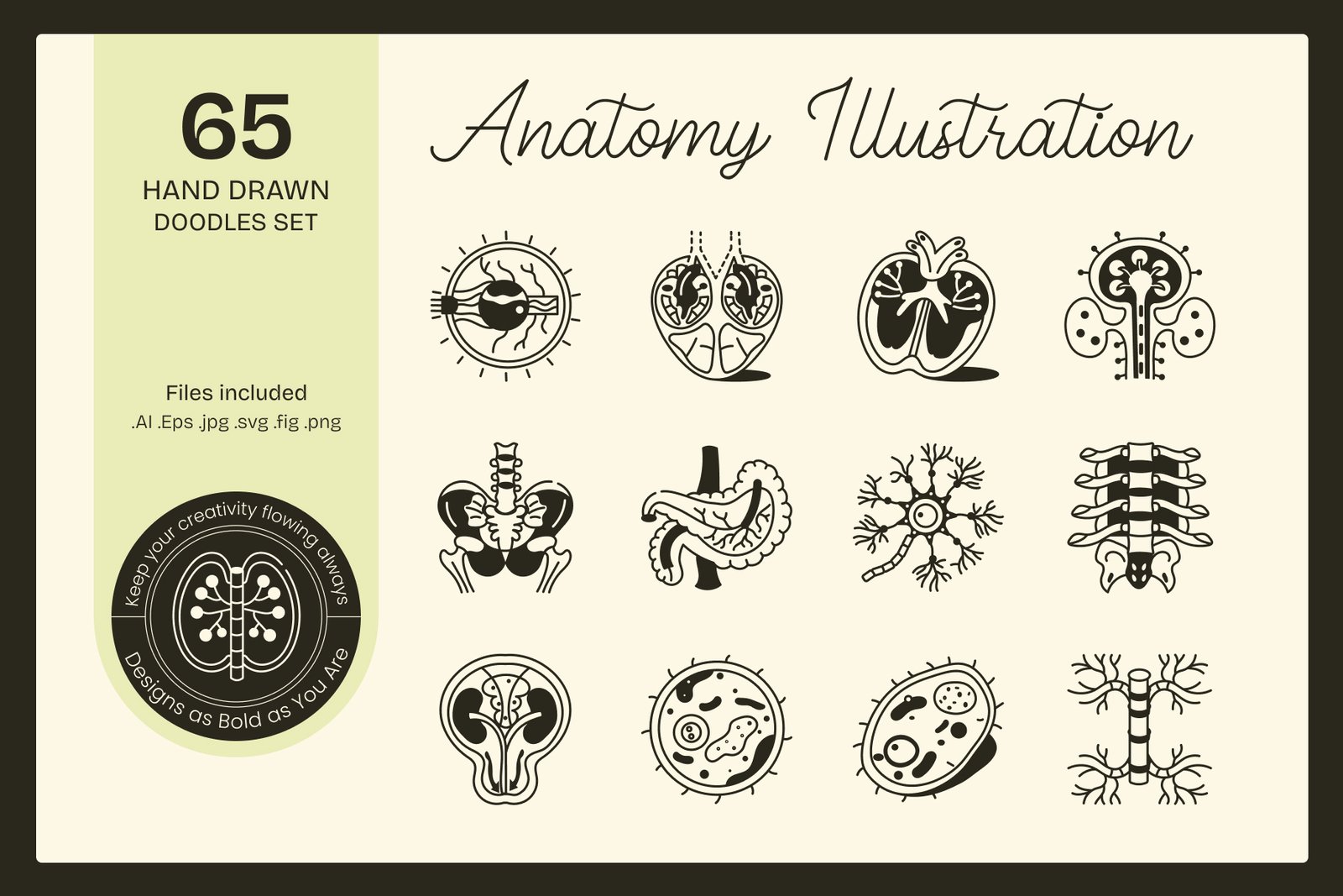Anatomy Drawing Illustration Set