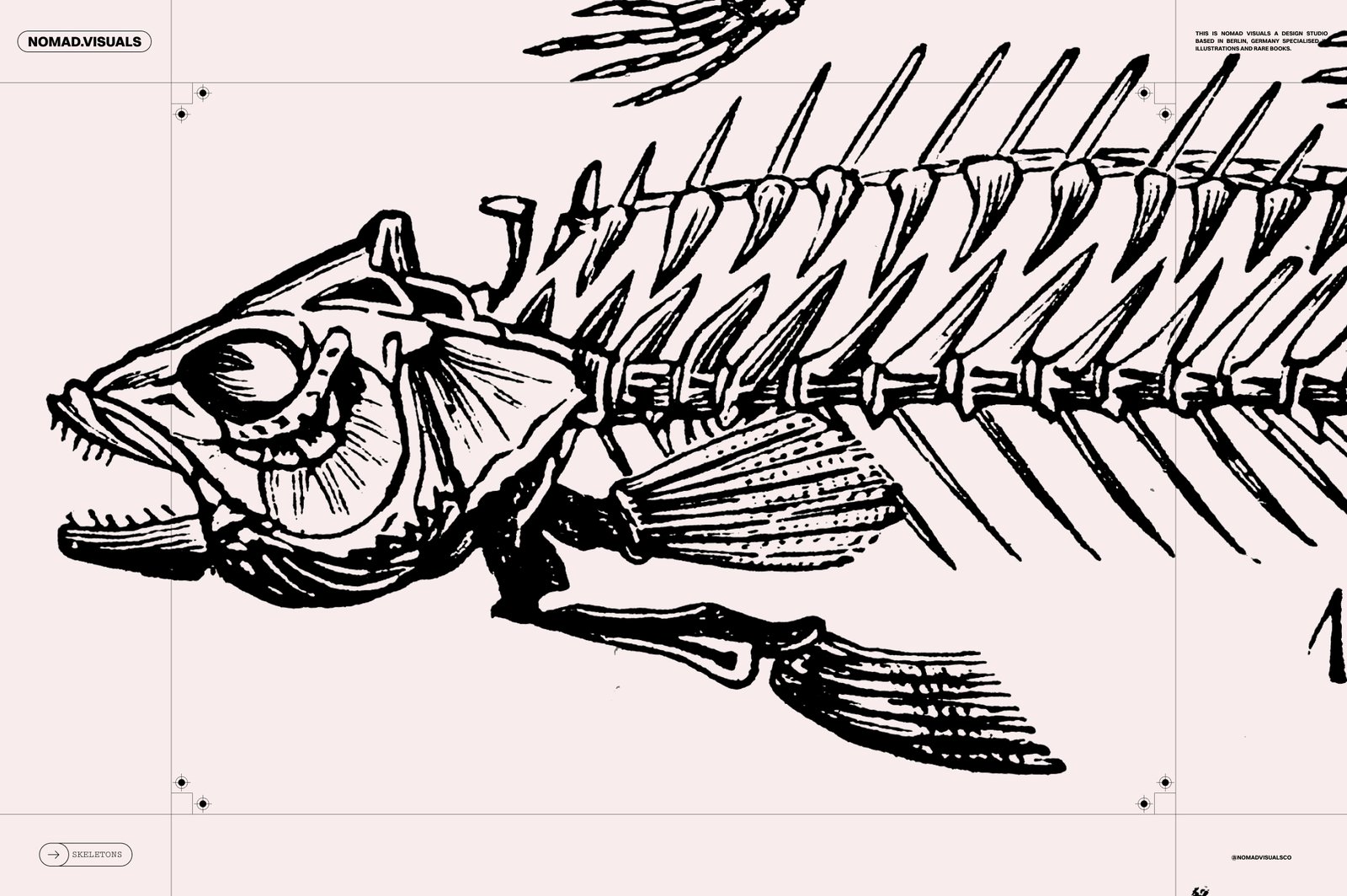 Skeletons &amp; Bones – 30 Antique Illustrations