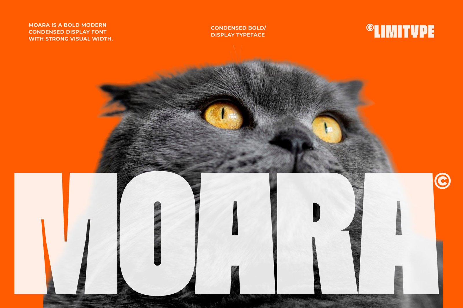 Moara - Bold Condensed Font