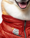 Corgi Wearing a Puffer Jacket Mockup