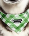 Husky Wearing a Bandana Mockup