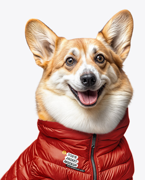 Corgi Wearing a Puffer Jacket Mockup