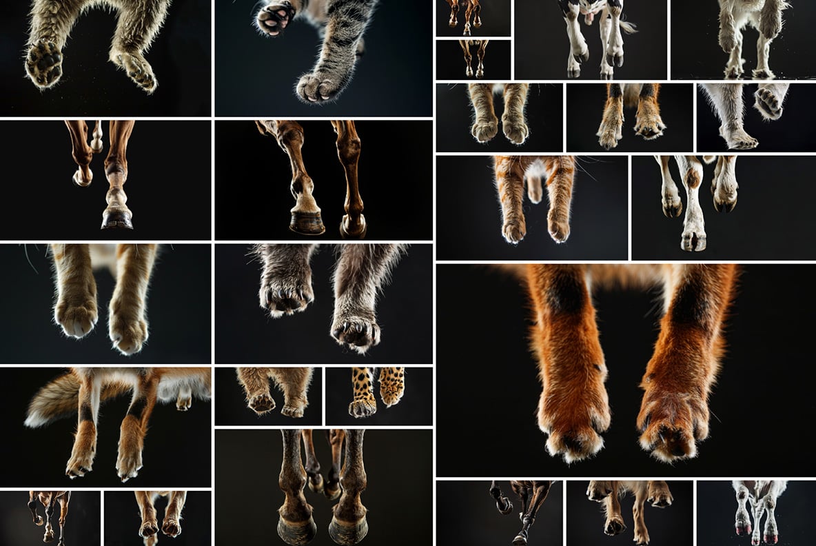 Animal Legs - 49 images