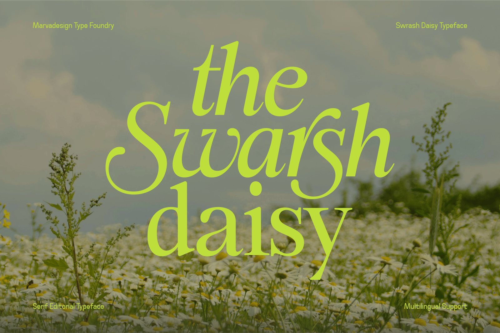 Swarsh Daisy Font