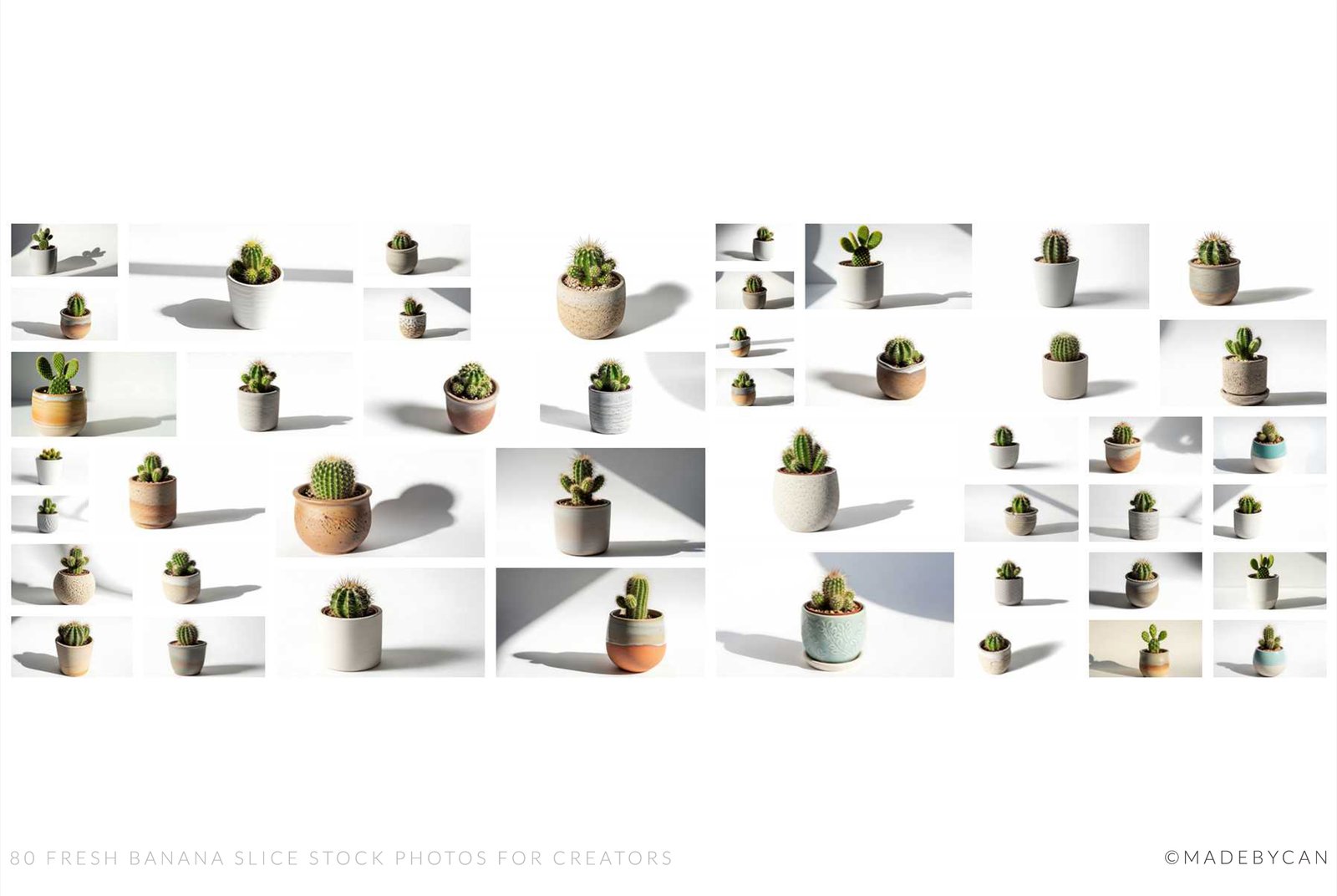 125 Minimal Cactus Stock Photos with Natural Lighting