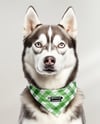 Husky Wearing a Bandana Mockup