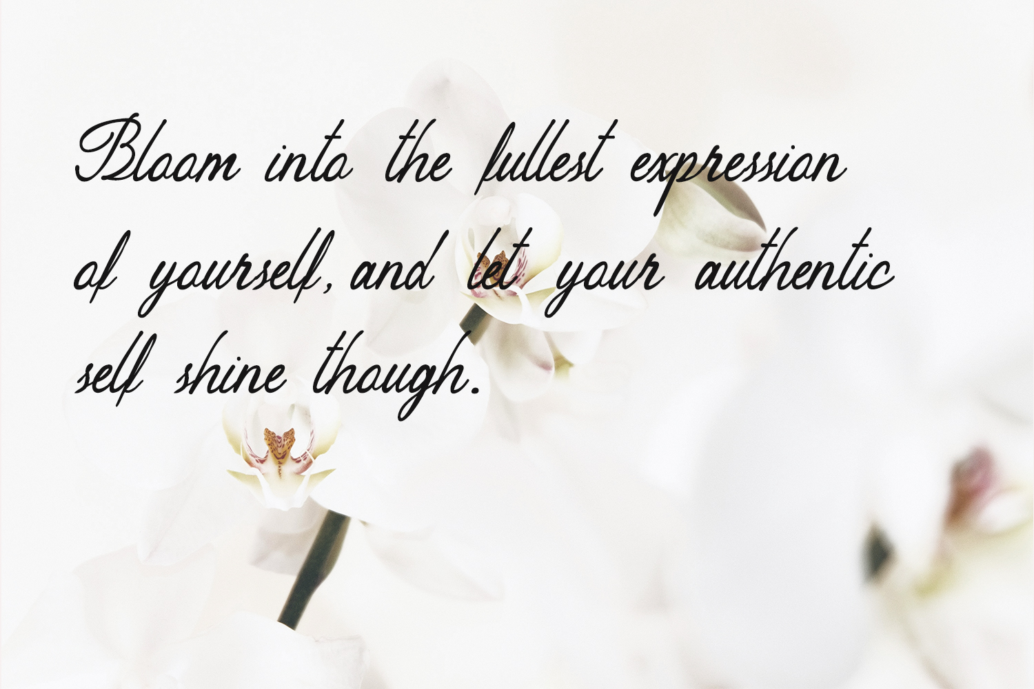 Peuttya Deffunte Sophisticated Classy Script Font
