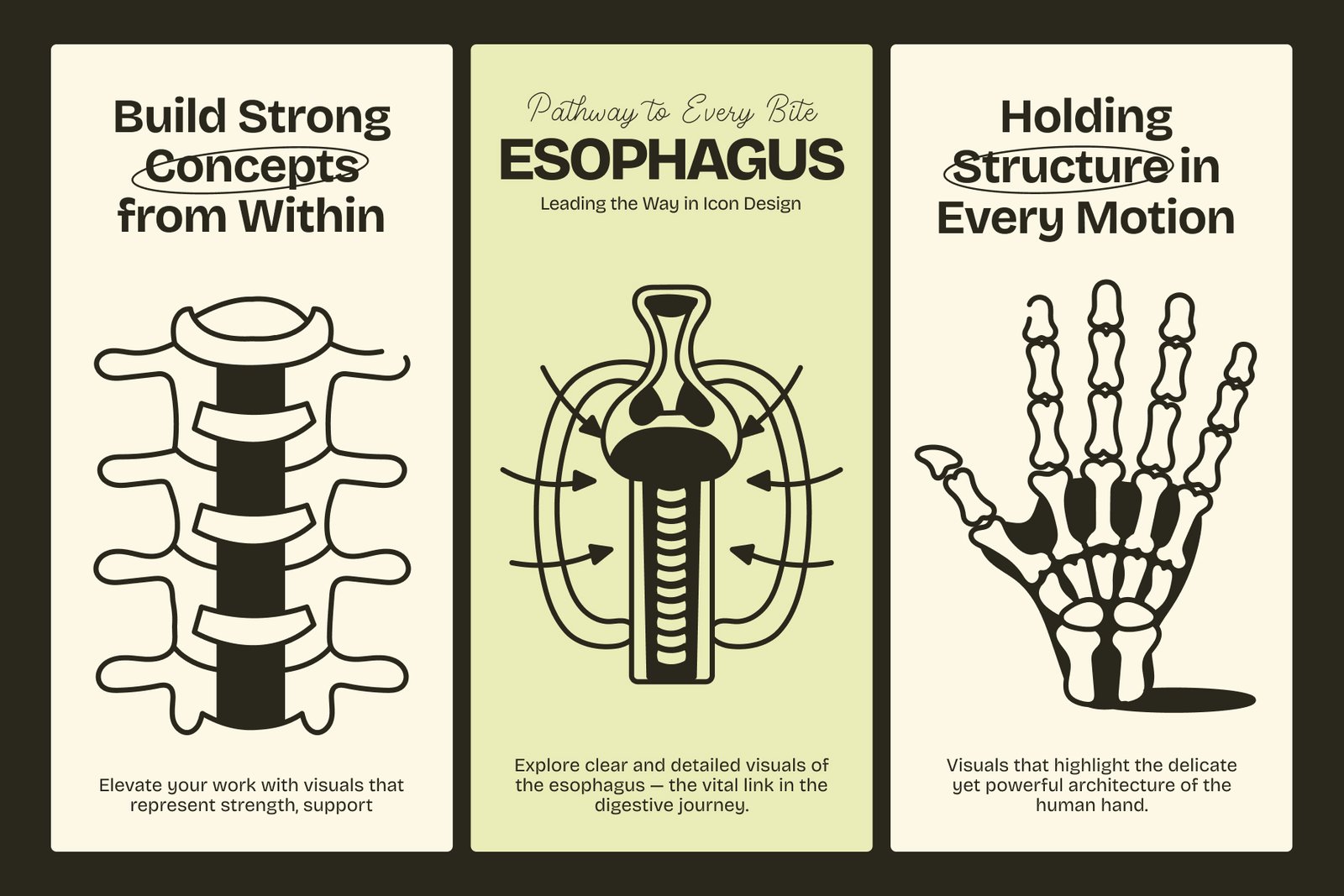 Anatomy Drawing Illustration Set