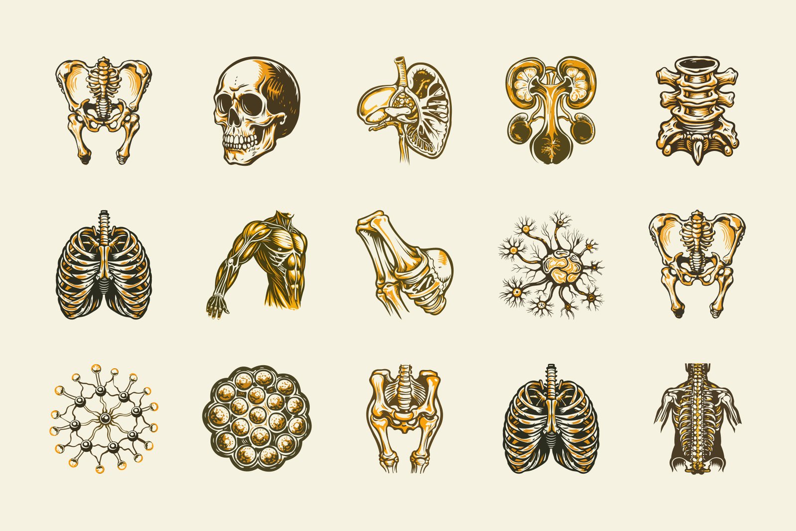 Vintage and Antique Anatomy Illustrations