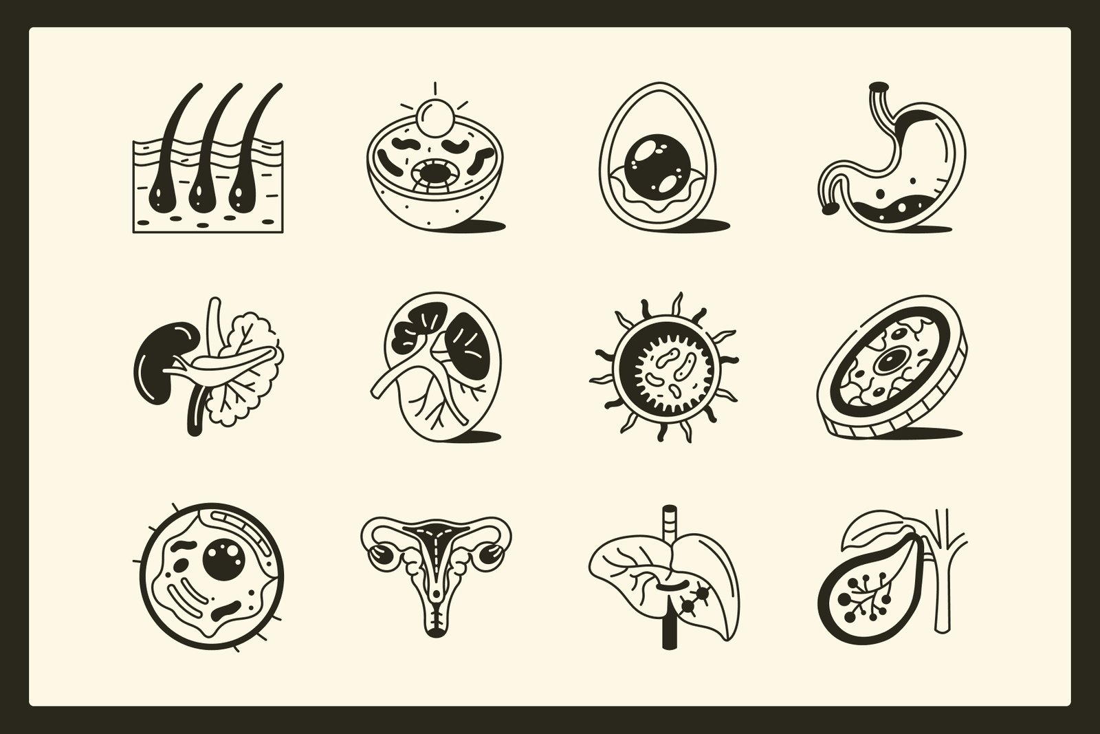Anatomy Drawing Illustration Set