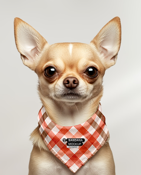 Chihuahua Wearing a Bandana Mockup