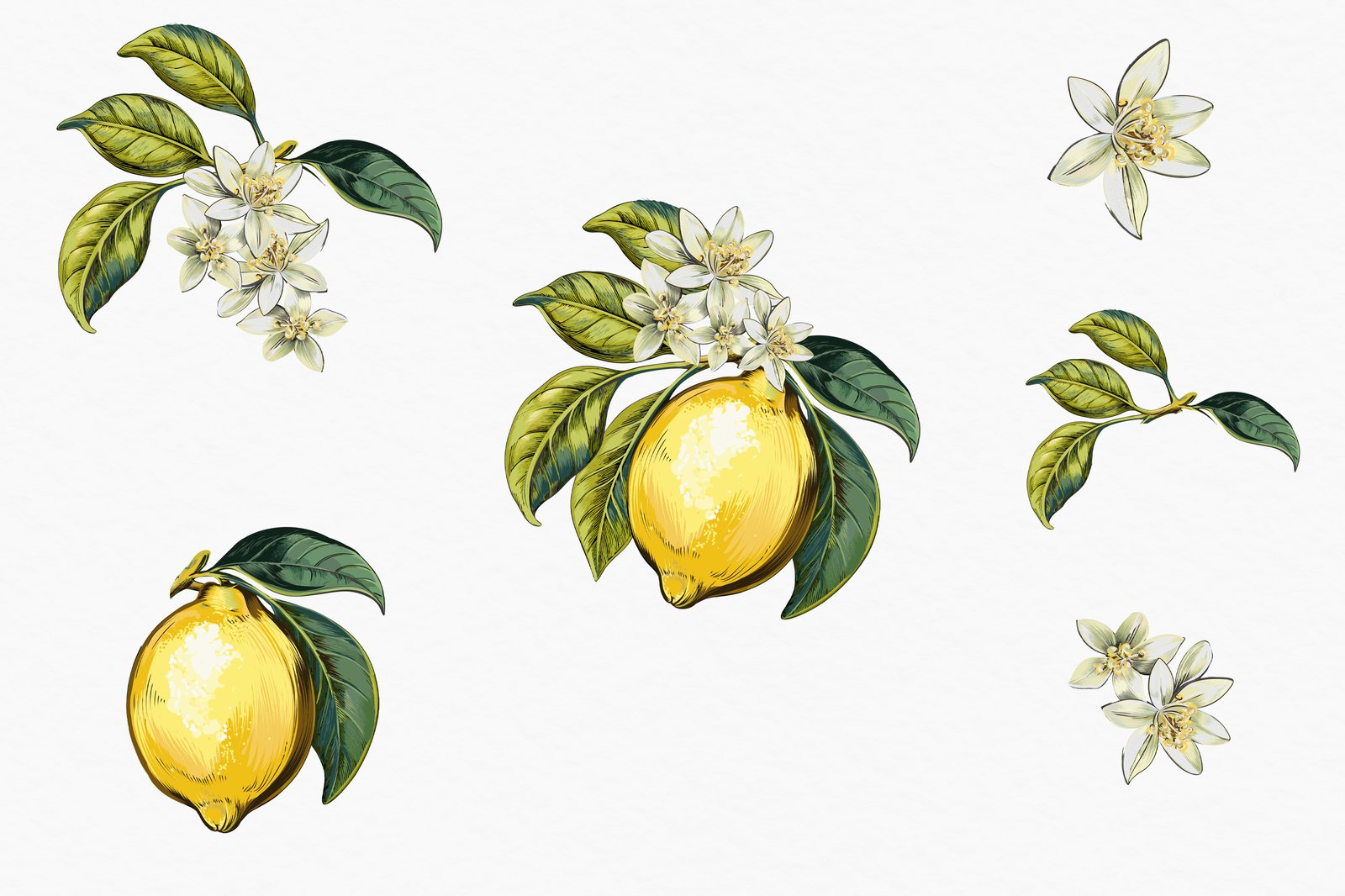 Lemons and Magnolia vector set