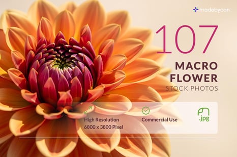 107 Macro Flower Stock Photos – Vibrant Floral Close-Up Collection - Creative Store