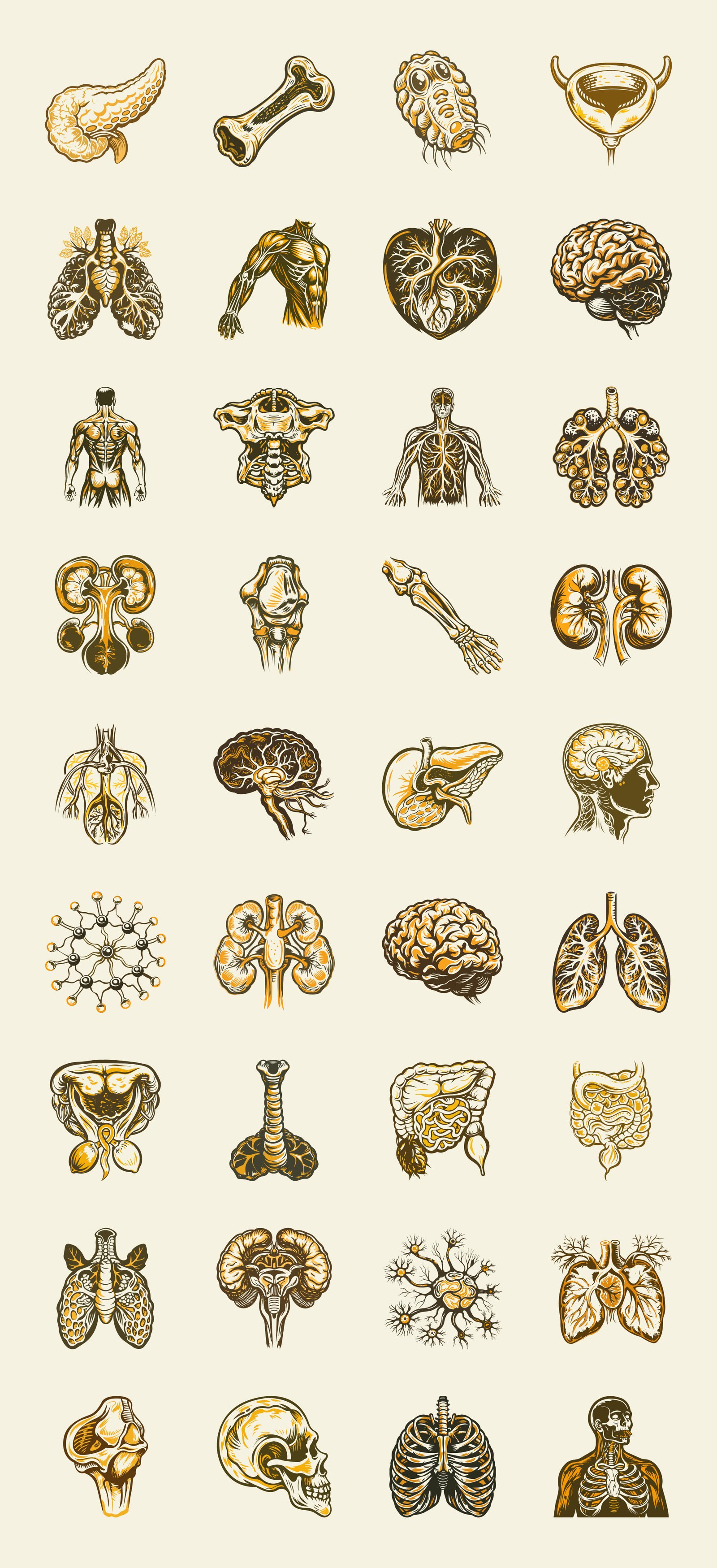 Vintage and Antique Anatomy Illustrations