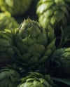 Beer Can on Fresh Hops Background Mockup