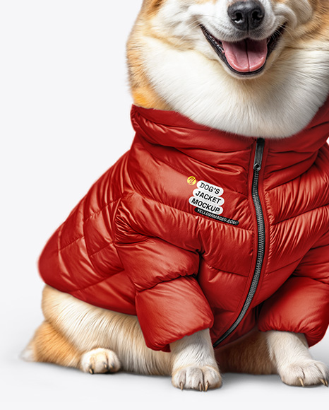 Corgi Wearing a Puffer Jacket Mockup