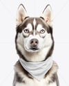 Husky Wearing a Bandana Mockup