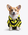 Corgi Wearing a Puffer Jacket Mockup