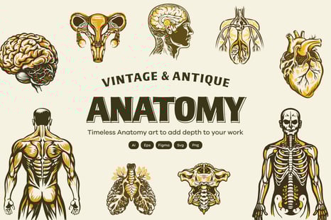 Vintage and Antique Anatomy Illustrations - Graphics