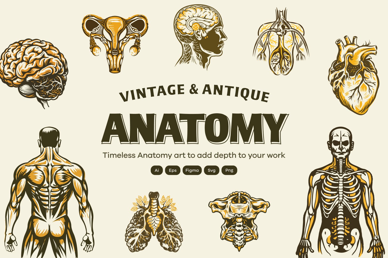 Vintage and Antique Anatomy Illustrations
