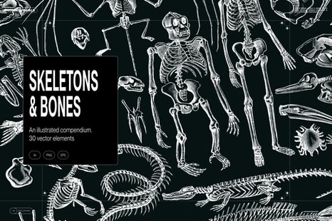 Skeletons & Bones – 30 Antique Illustrations - Illustrations