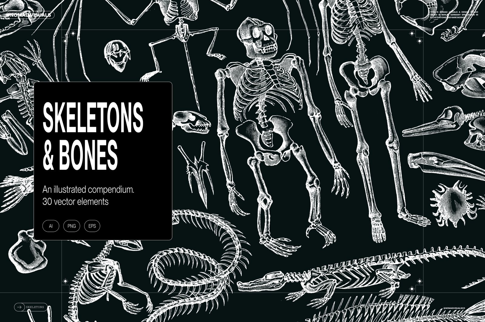 Skeletons &amp; Bones – 30 Antique Illustrations