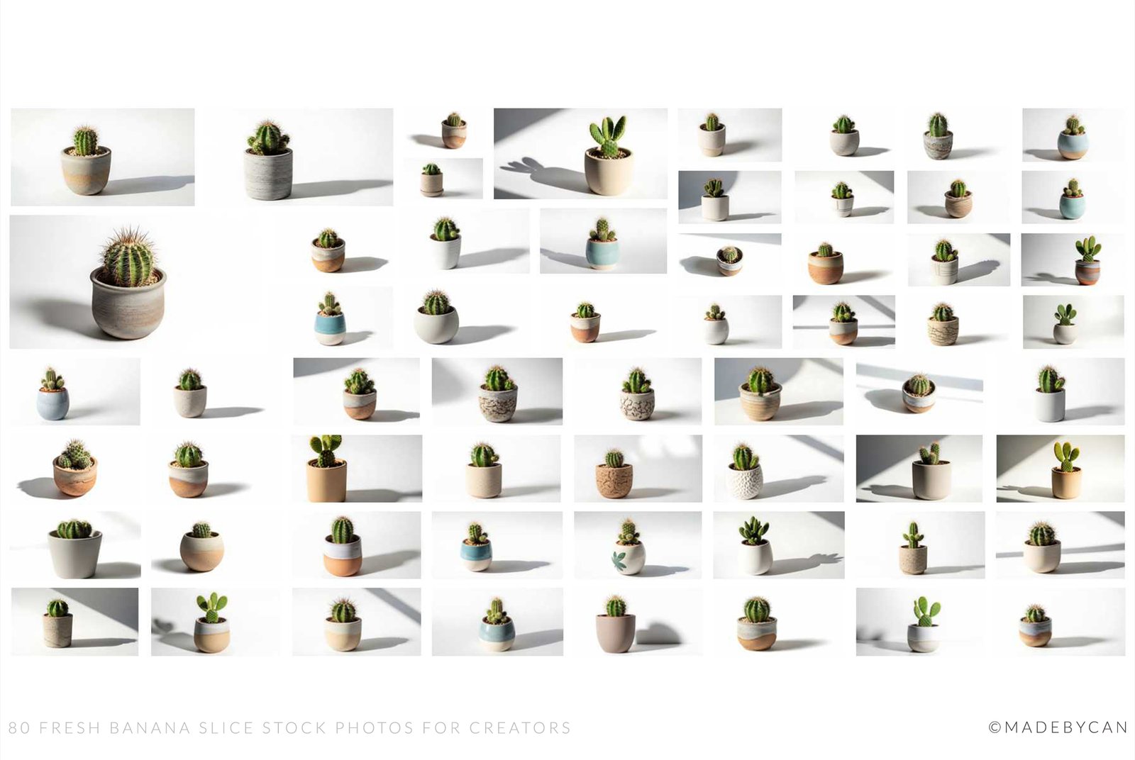 125 Minimal Cactus Stock Photos with Natural Lighting