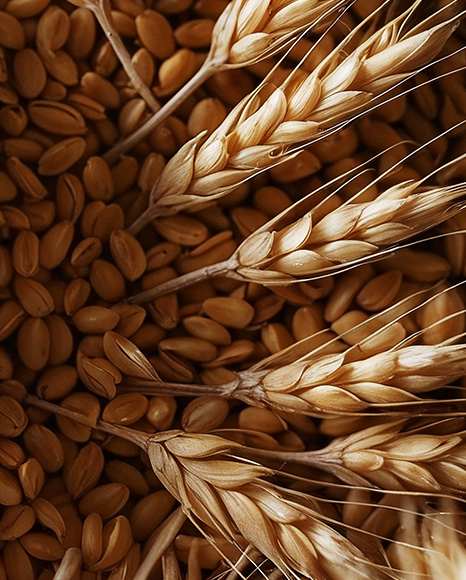 Beer Can on Wheat Grains Background Mockup