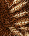 Beer Can on Wheat Grains Background Mockup