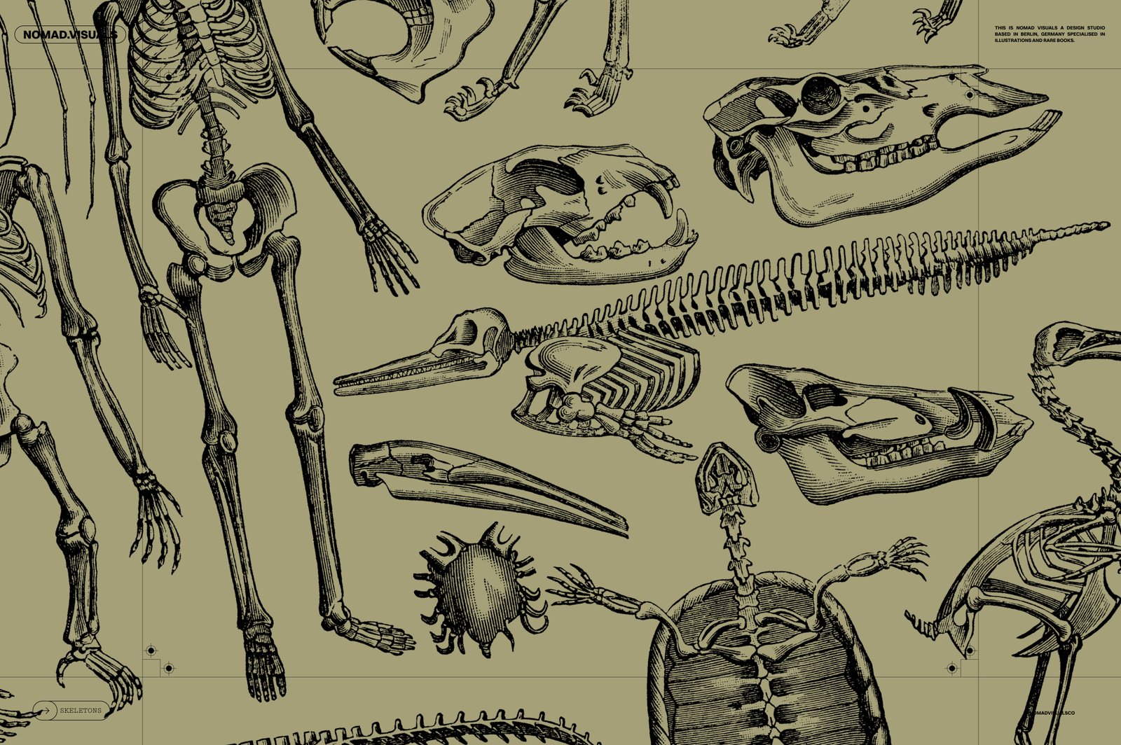 Skeletons &amp; Bones – 30 Antique Illustrations