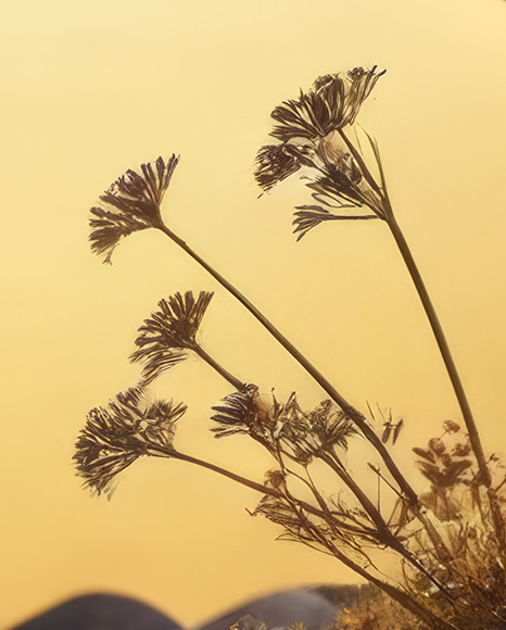 Matte Dropper Bottle on Stone Mockup
