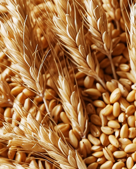 Beer Can on Wheat Grains Background Mockup