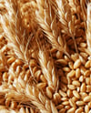 Beer Can on Wheat Grains Background Mockup